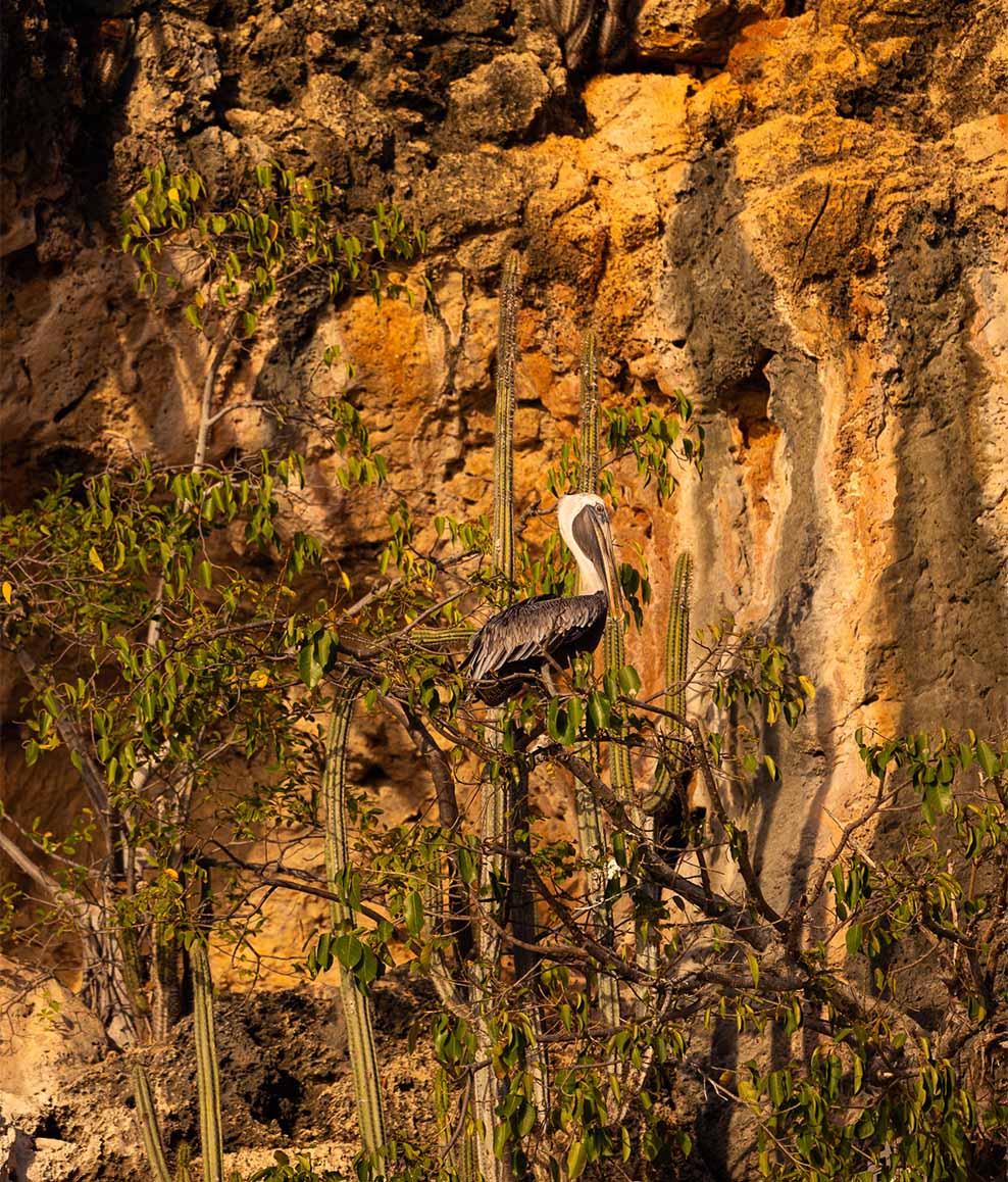 ANI Anguilla - Guest Privileges - Sunset Cruise - Pelican below ANI Anguilla