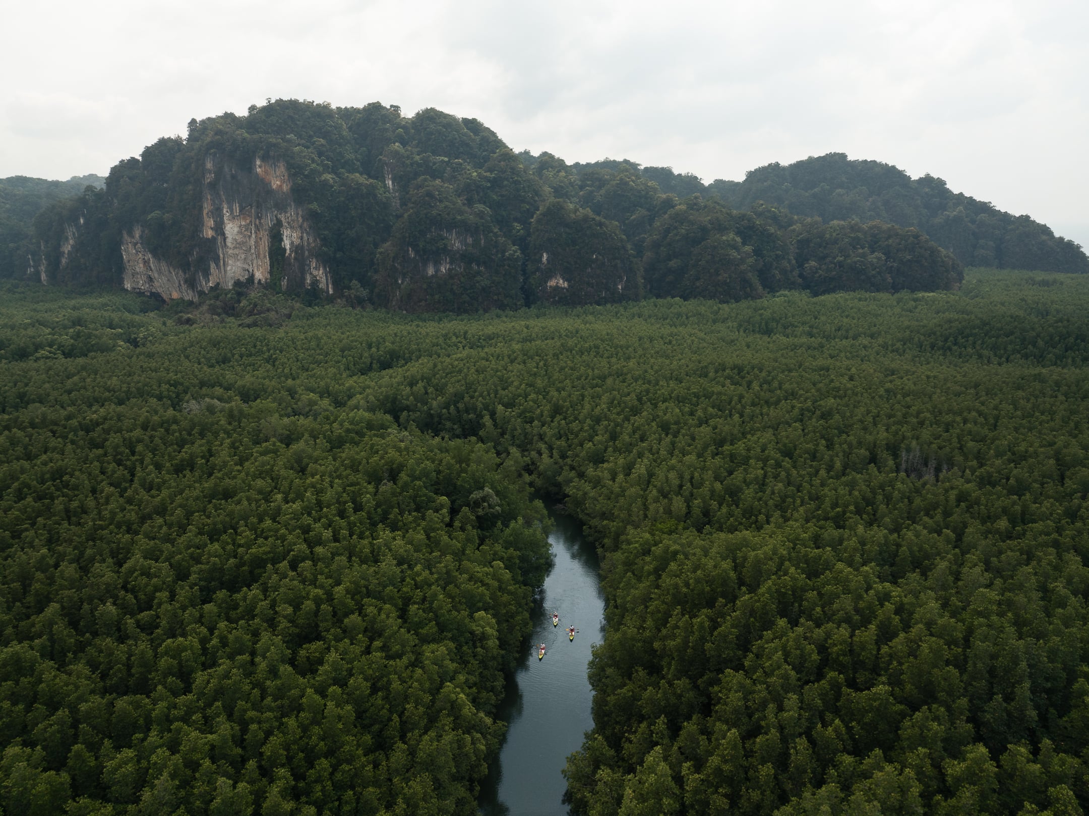 Mangrove Kayaking 