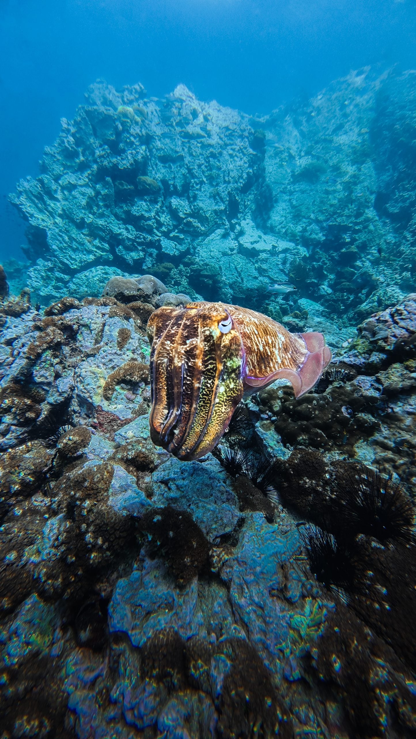 Scuba Diving Thailand