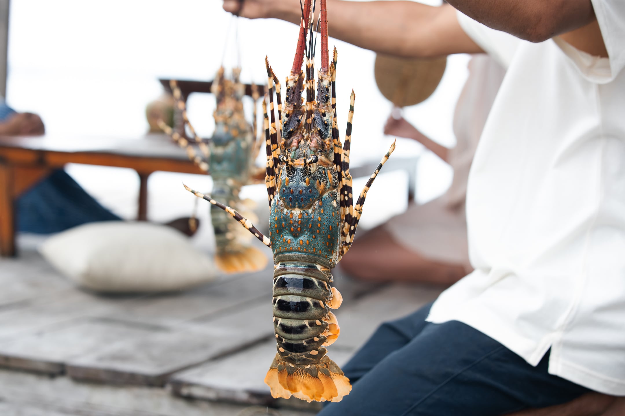 Lobster Farm Thailand