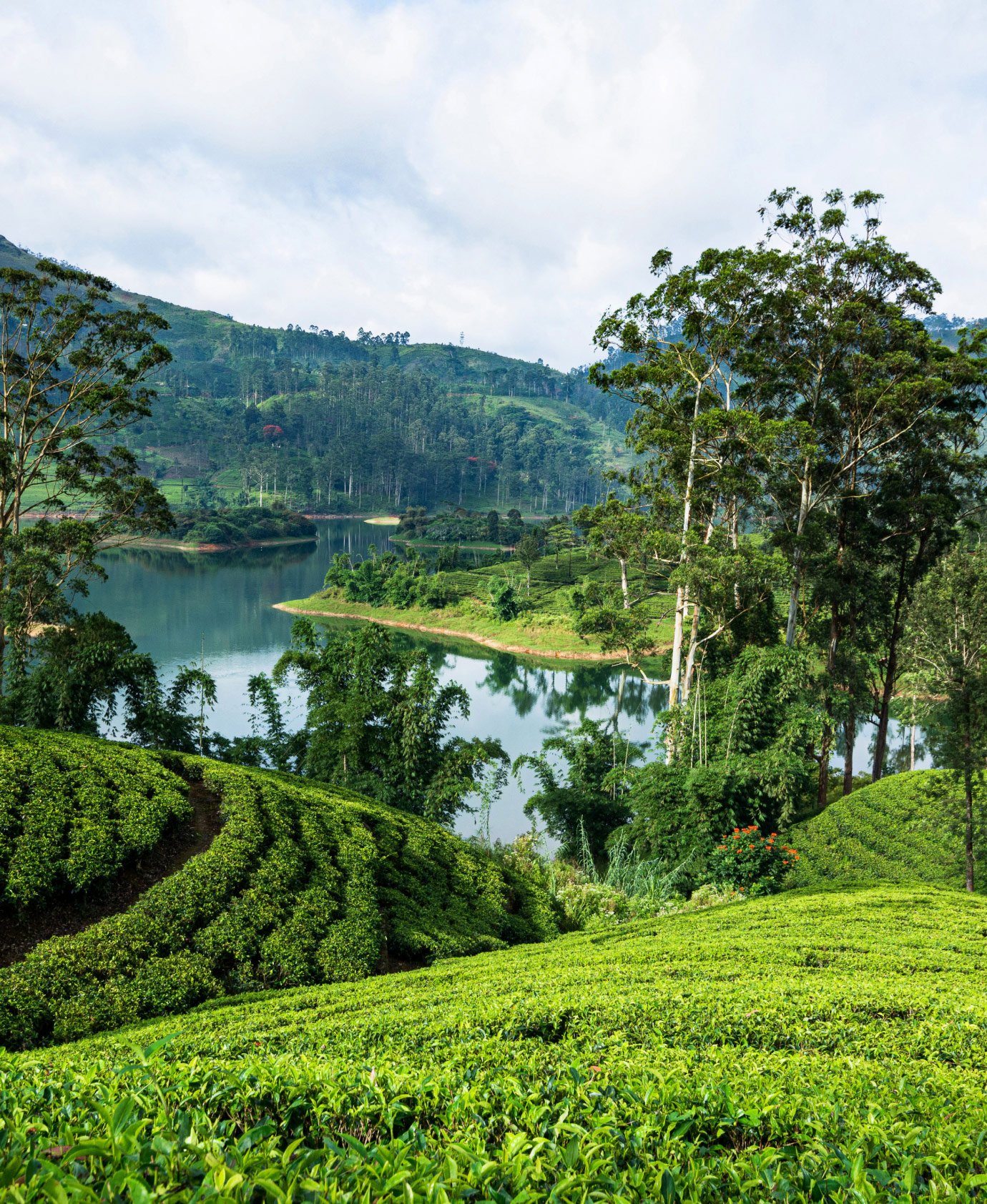 Ani-Sri-Lanka Private Tour Tea Plantation
