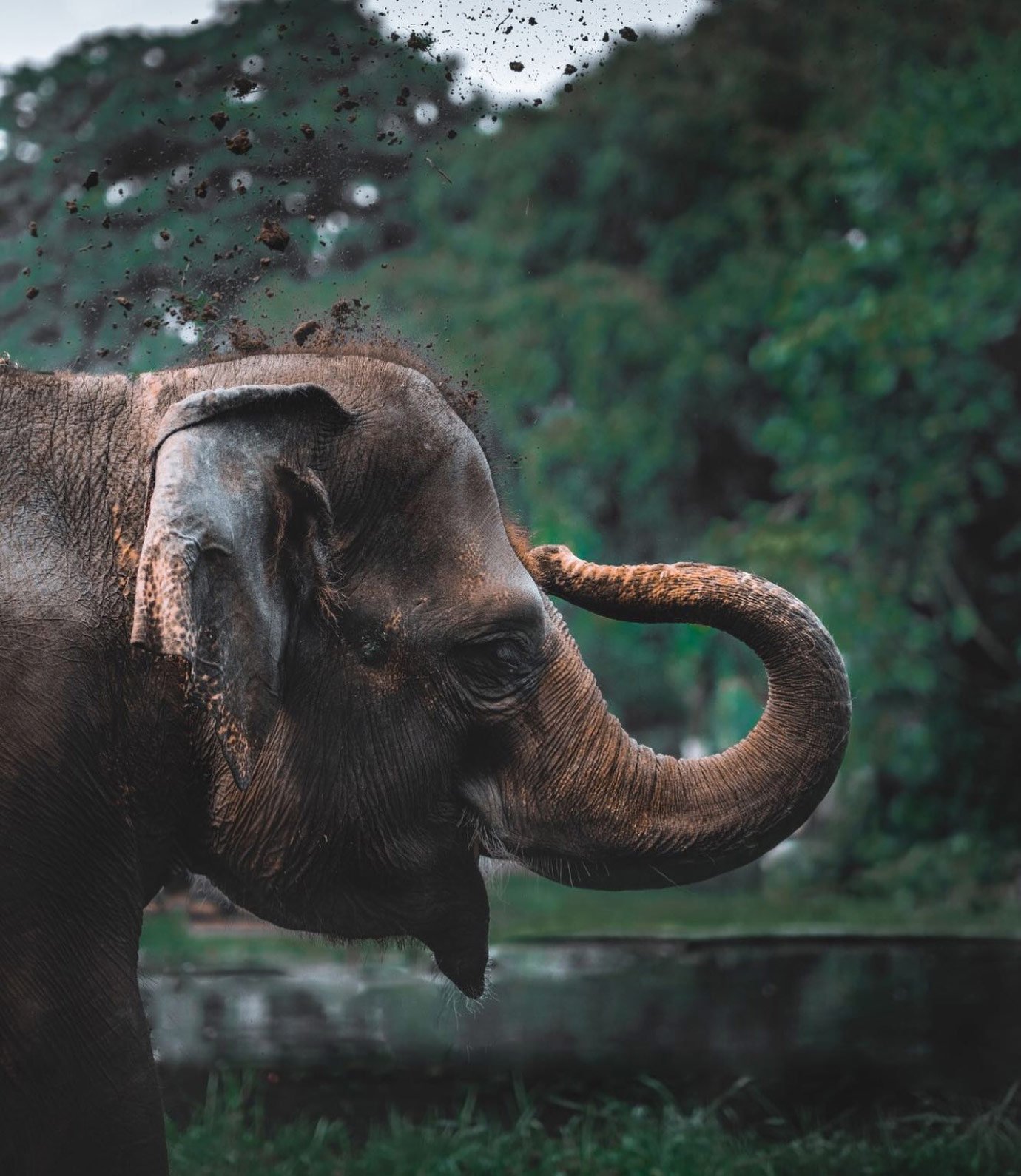 ANI Thailand, Guest Experiences - Elephant Sanctuary