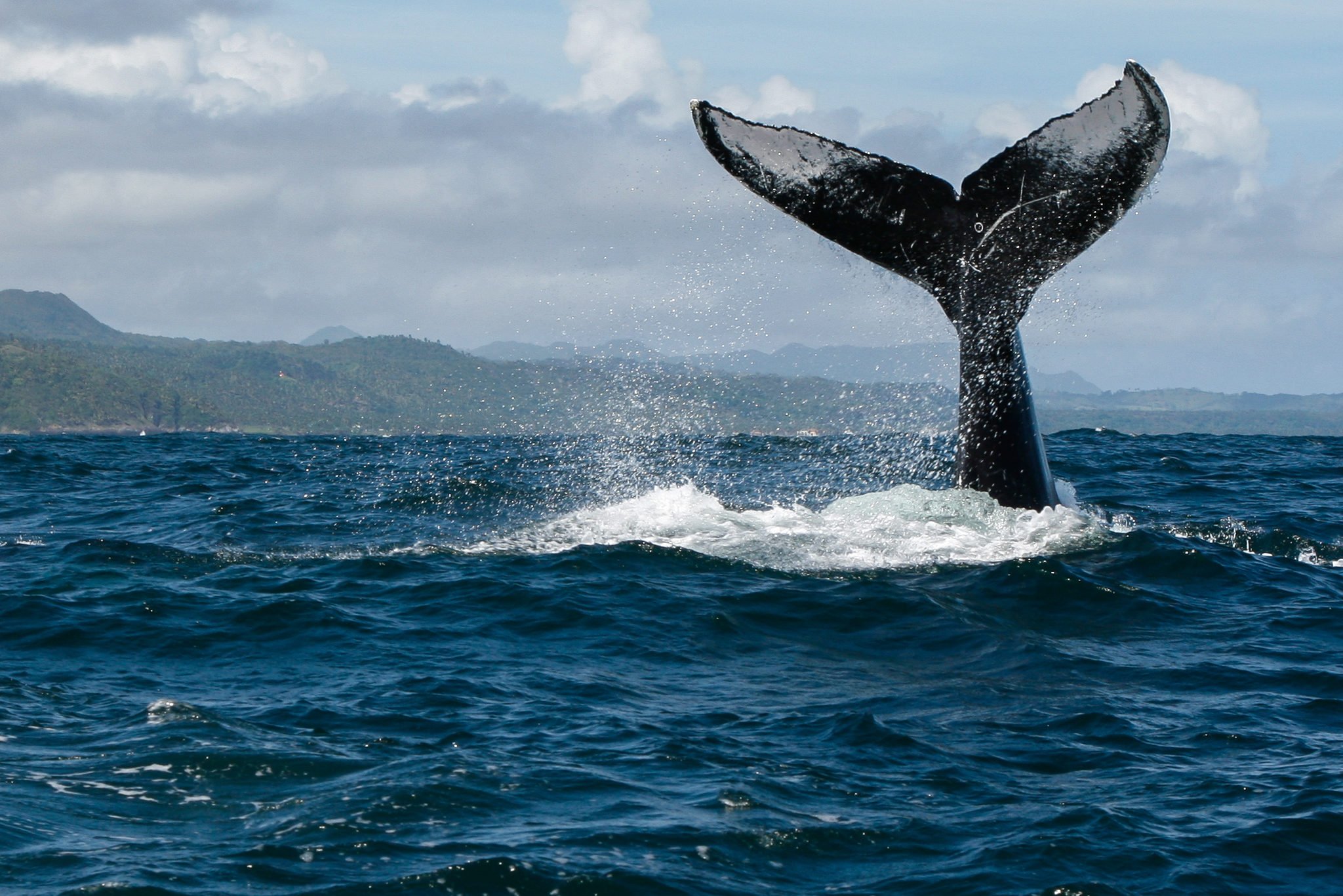 Private Charter Whale Spotting Trips with ÀNI Dominican Republic