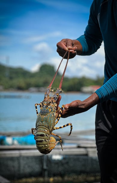 ANI Thailand - Guest Privileges - Fish Conversvatory - Local Lobster