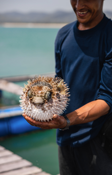ANI Thailand - Guest Privileges - Fish Conversvatory - Puffer Fish