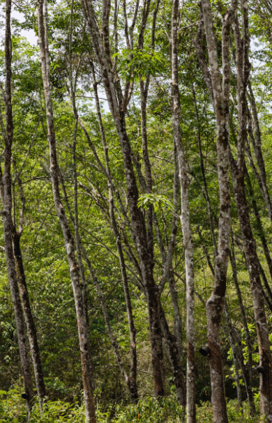 ANI Thailand - Guest Privileges - Visit to Rubber Planation