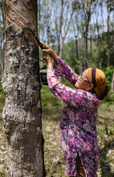 ANI Thailand - Guest Privileges - Vist the Rubber Plantion with Maa