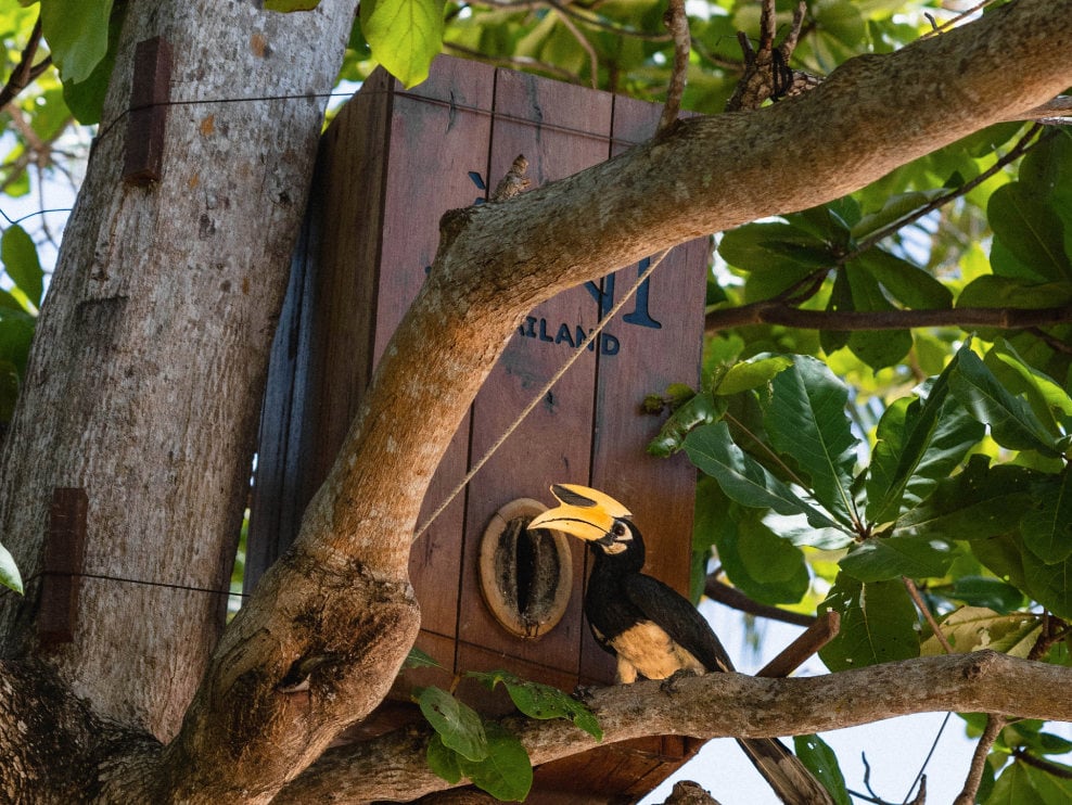ANI Thailand - Resort and Nature - Hornbill