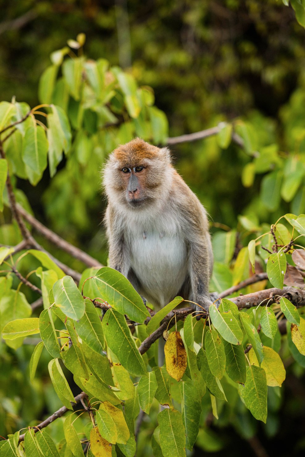ANI Thailand - Resort and Nature - Monkey
