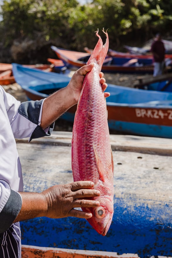 ANI-Dominican-Republic-Chef-Juan-Shopping-Red-Snapper