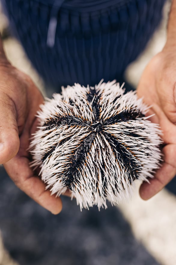 ANI-Dominican-Republic-Dining-Sea-Urchin