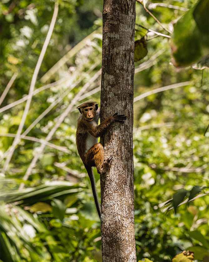 ANI Sri Lanka - Resort - Wildlife - Monkeys