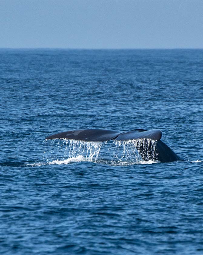 ANI Sri Lanka - Whale Watching
