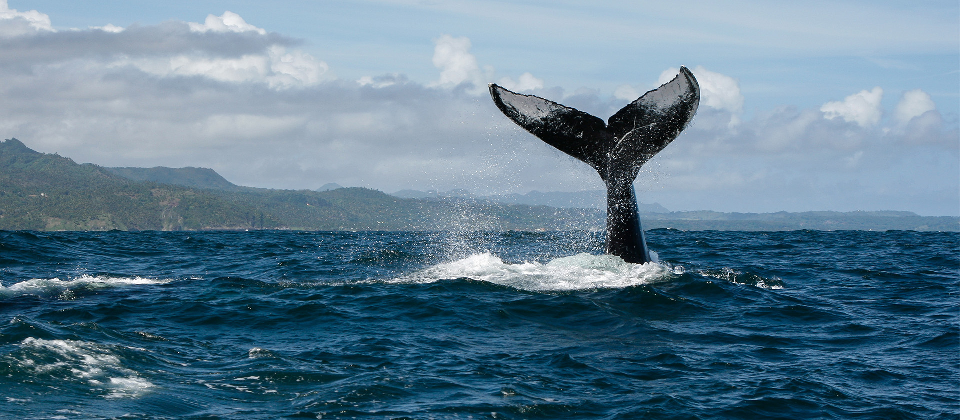 ANI Dominican Republic - Whale