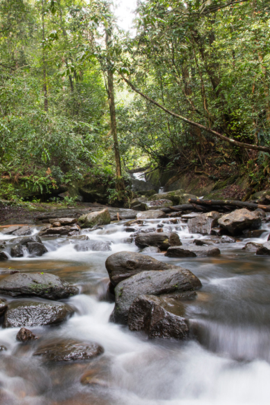 Sri Lanka Singjhara Rain Forest