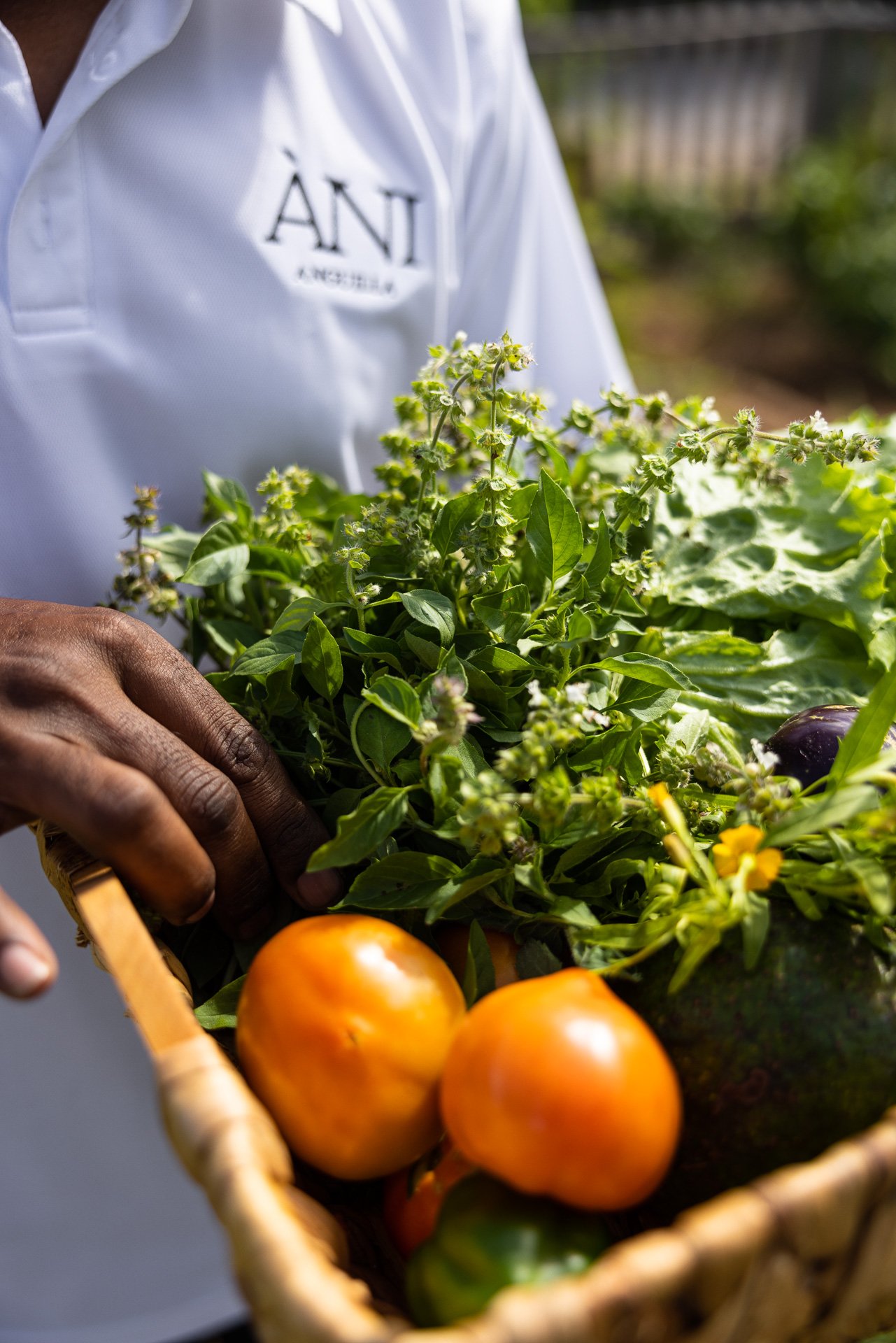 ANI Anguilla - Staff - Chef Kumar - Fresh Produce details