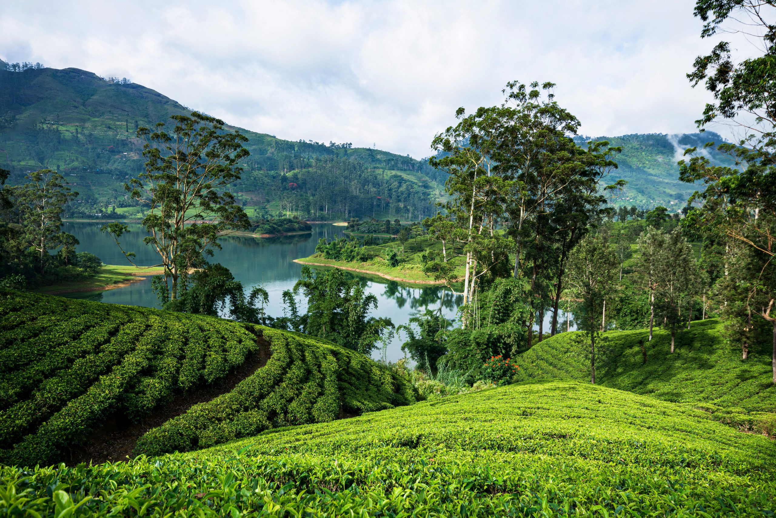 ANI Sri Lanka - tea Plantation around the Central Resevoir Hatton