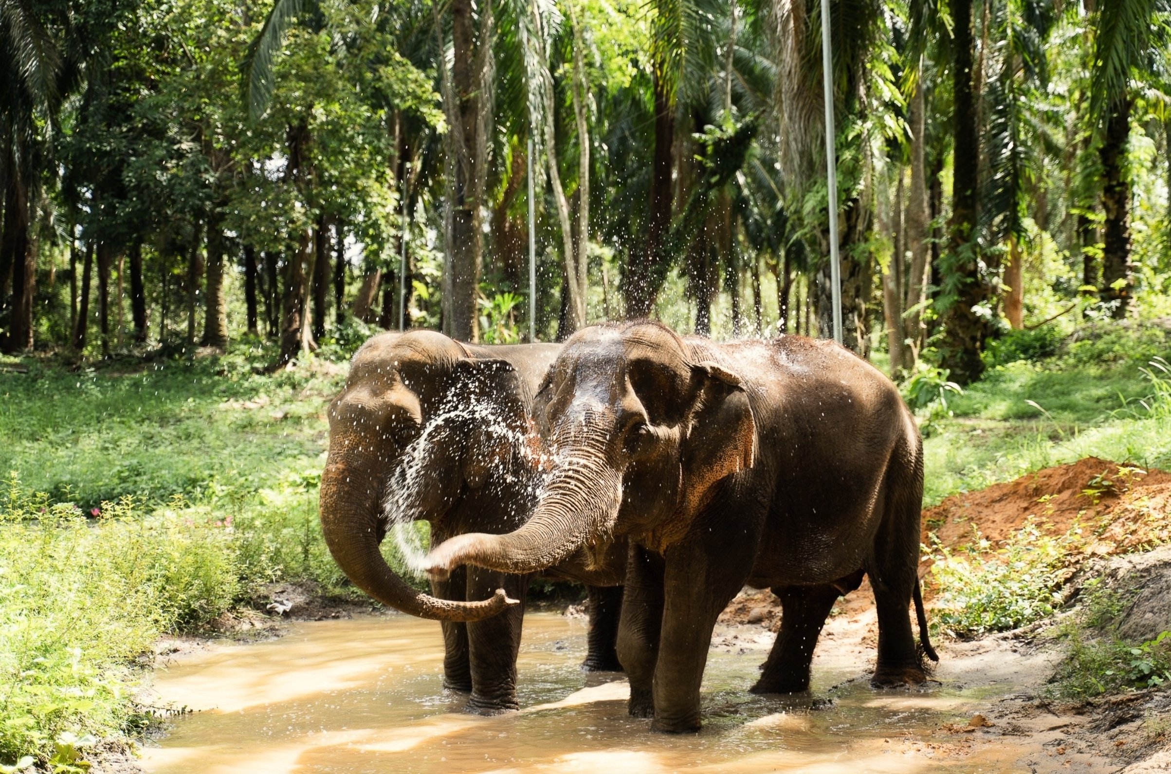 ANI Thailand - Krabi Elephant Shelter