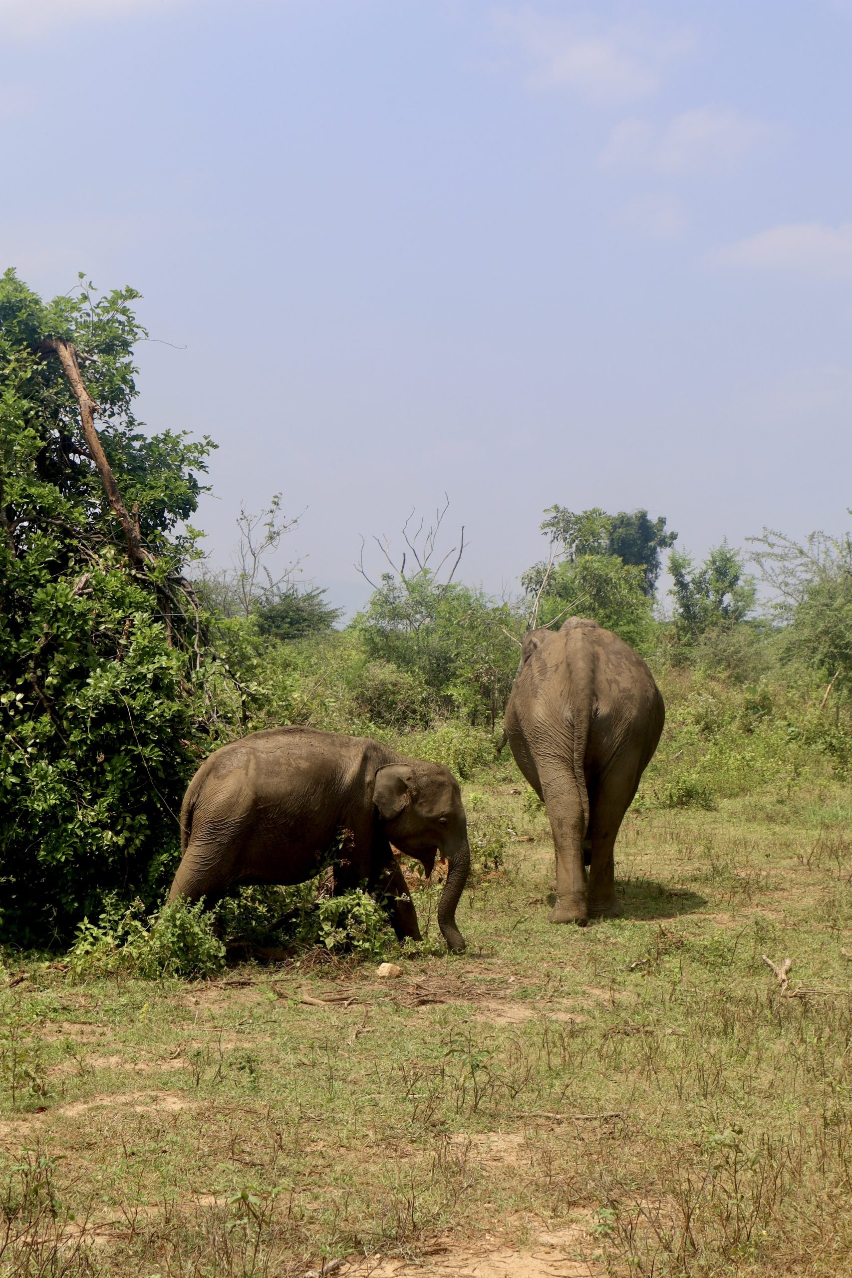 ANI Sri Lanka - Guest Privileges - Elephant Safari