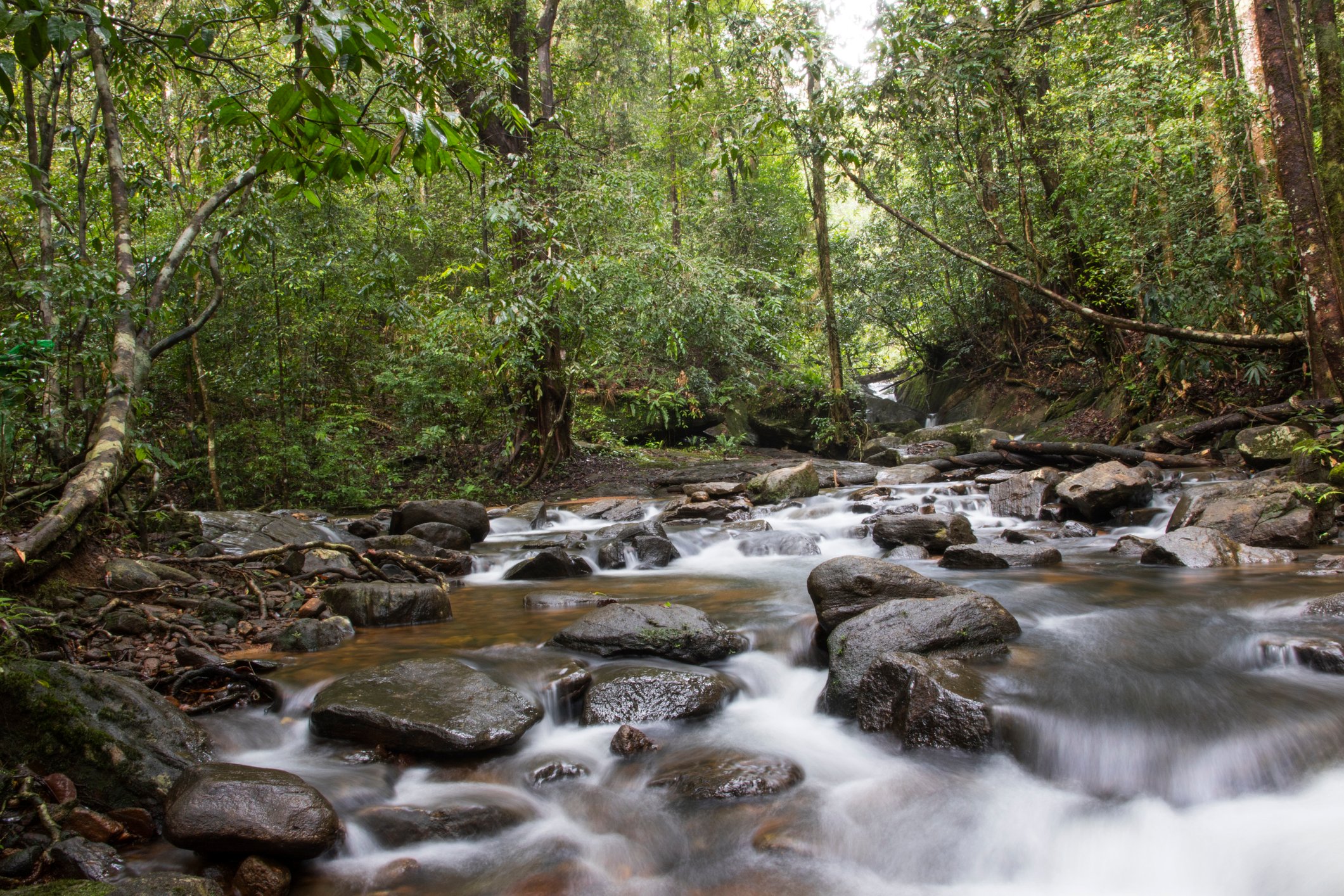 ANI Sri Lanka - Guest Privileges - Stream inside Sinharaja rain forest