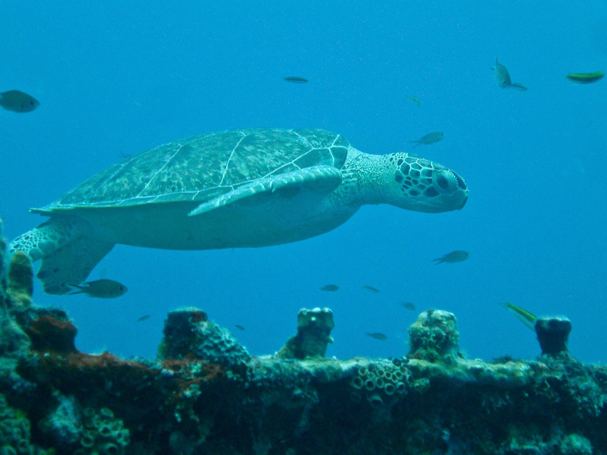 ANI Anguilla - Scuba Shack Diving 2