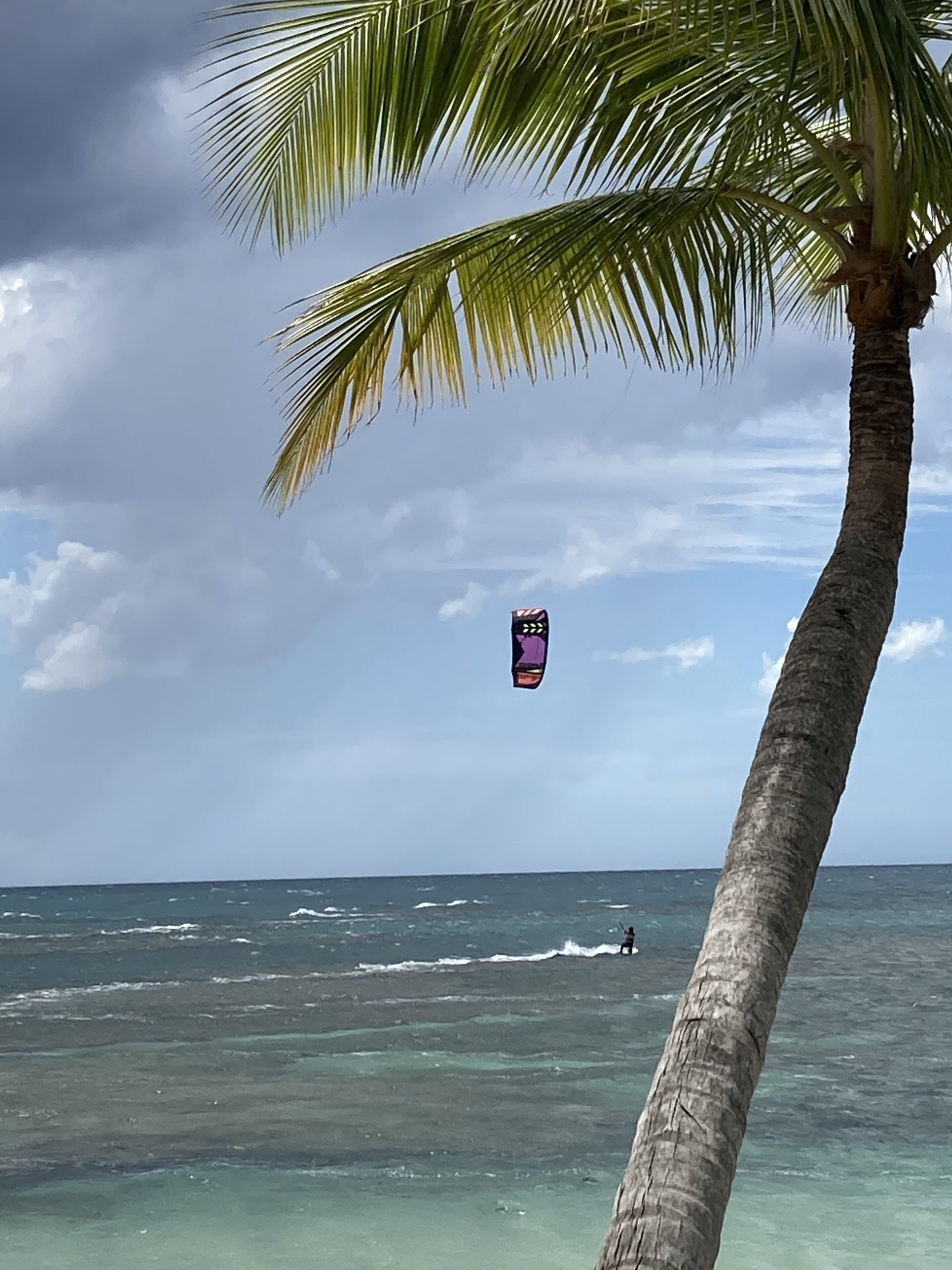 Beach Caribbean Dominican Republic Kite over Palm Tree
