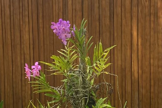 ANI Dominican Republic - Orchids