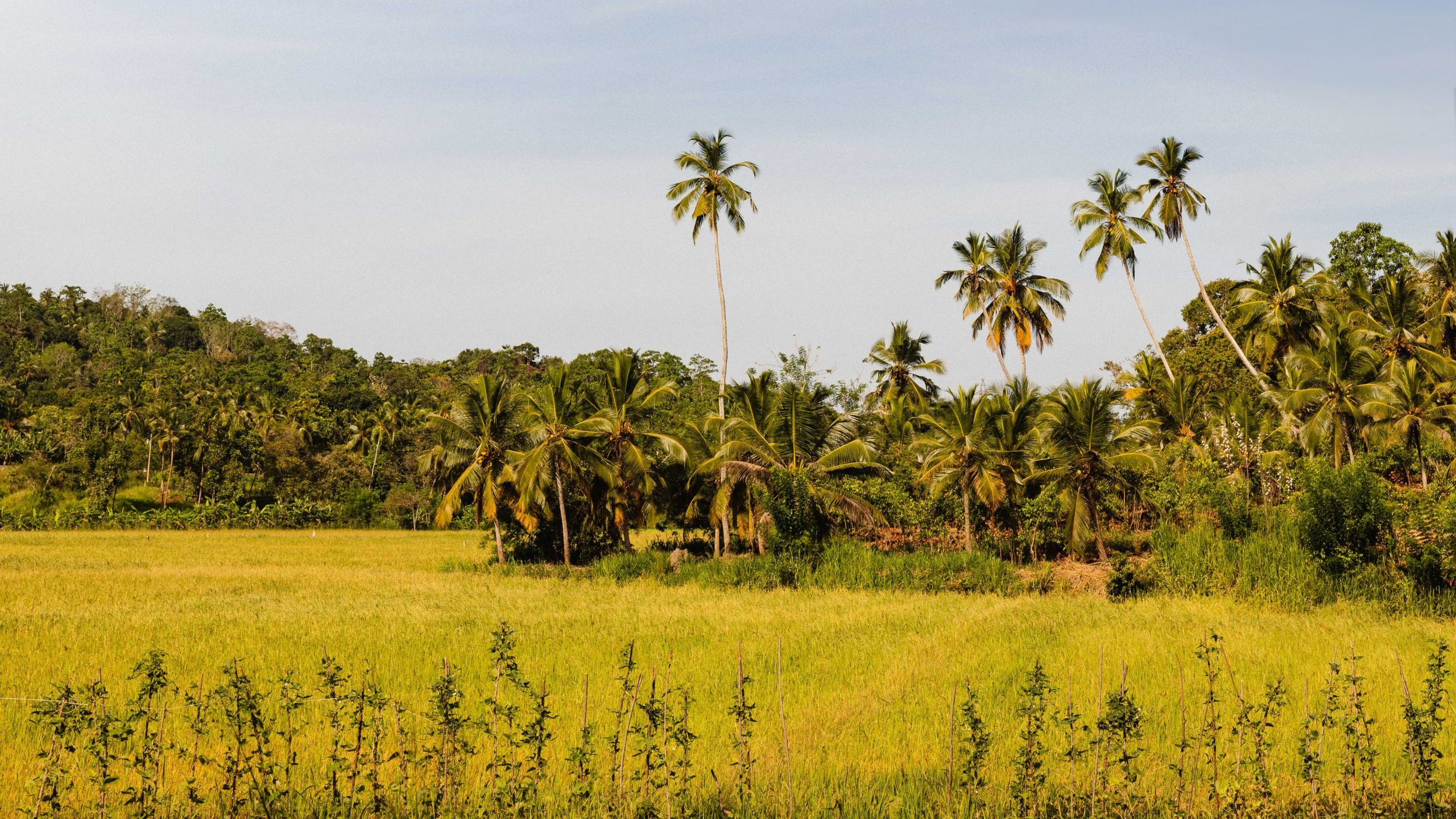 ANI Sri Lanka - Paddy Fields