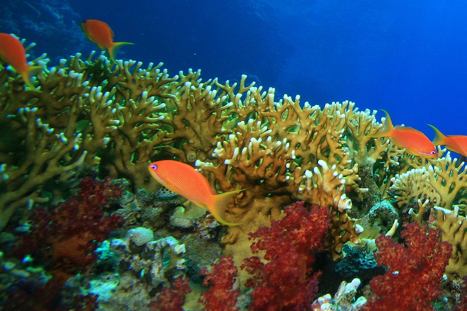 ÀNI Anguilla - Private Luxury Villa Resort - Diving Reef Exploration with our Partner Scuba Shack