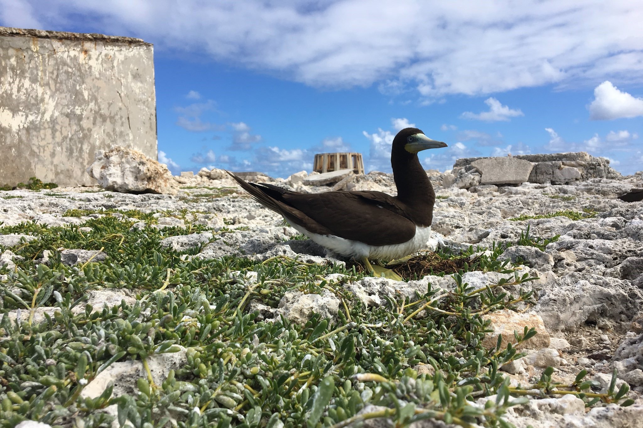 ÀNI Anguilla - Private Luxury Villa Resort - Sombrero Island Bird Wathing - 3-2