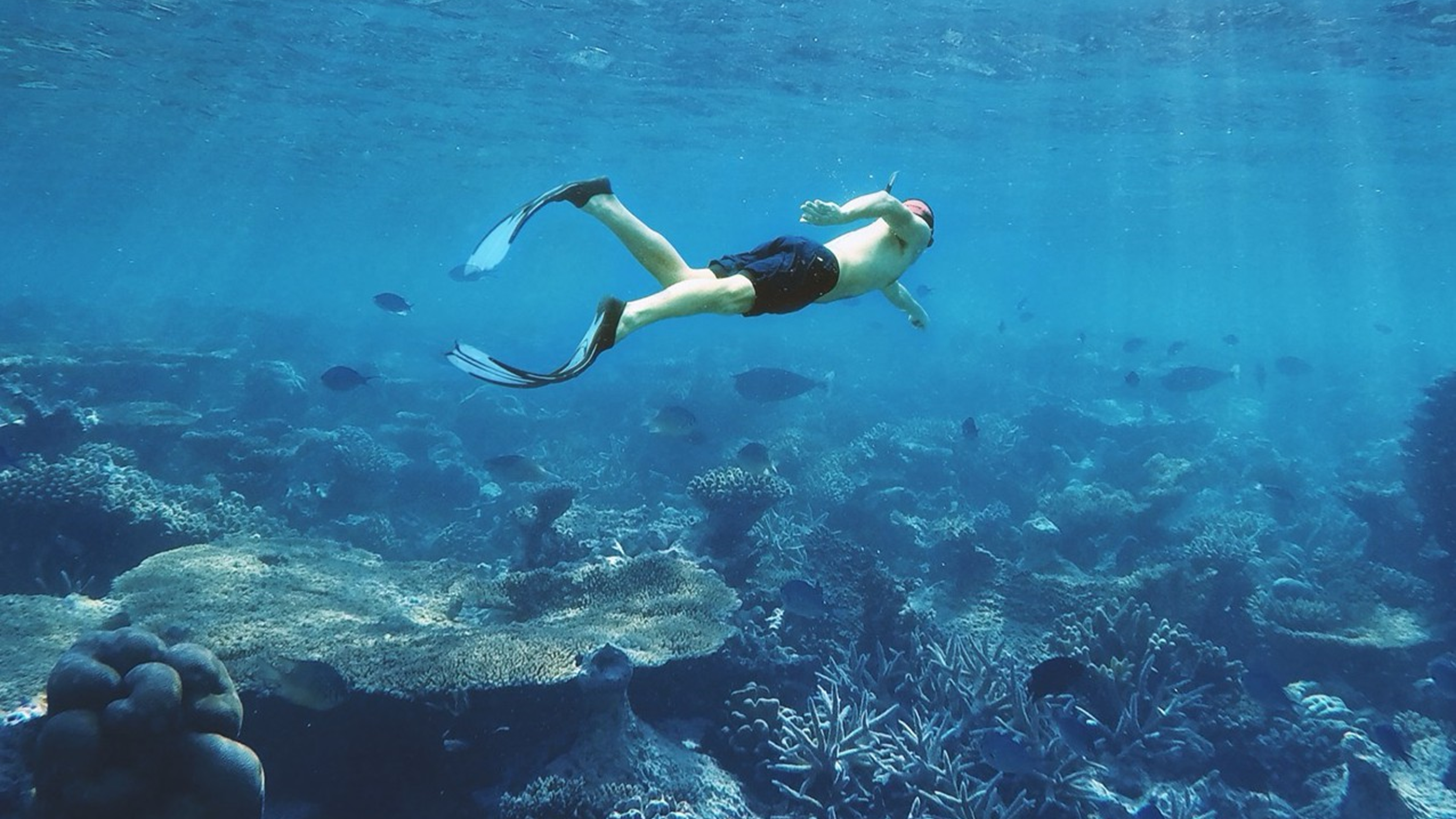 ANI Dominican Republic - Guest Privileges - Snorkeling Adventure