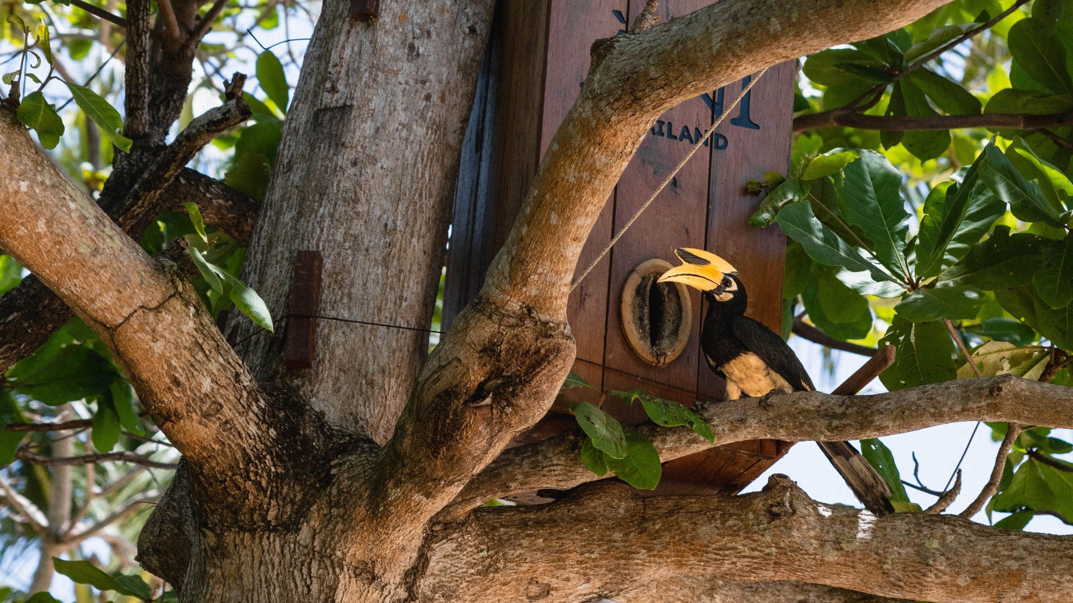 ANI Thailand - Resort - Male Hornbill guarding his nest - 16-9