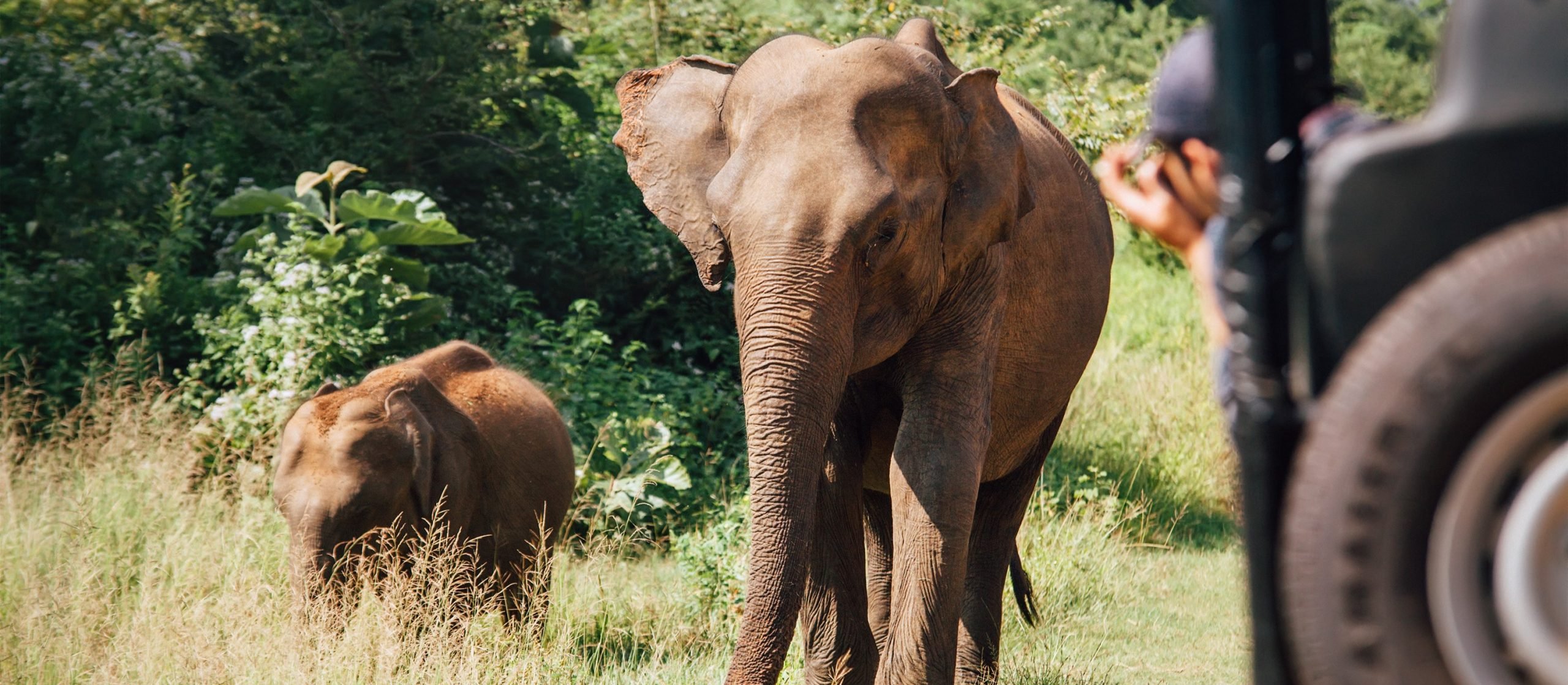 ANI Sri Lanka - Guest Experiences - Elephant Safari in Udawalawe National Park - 2 - 16-7