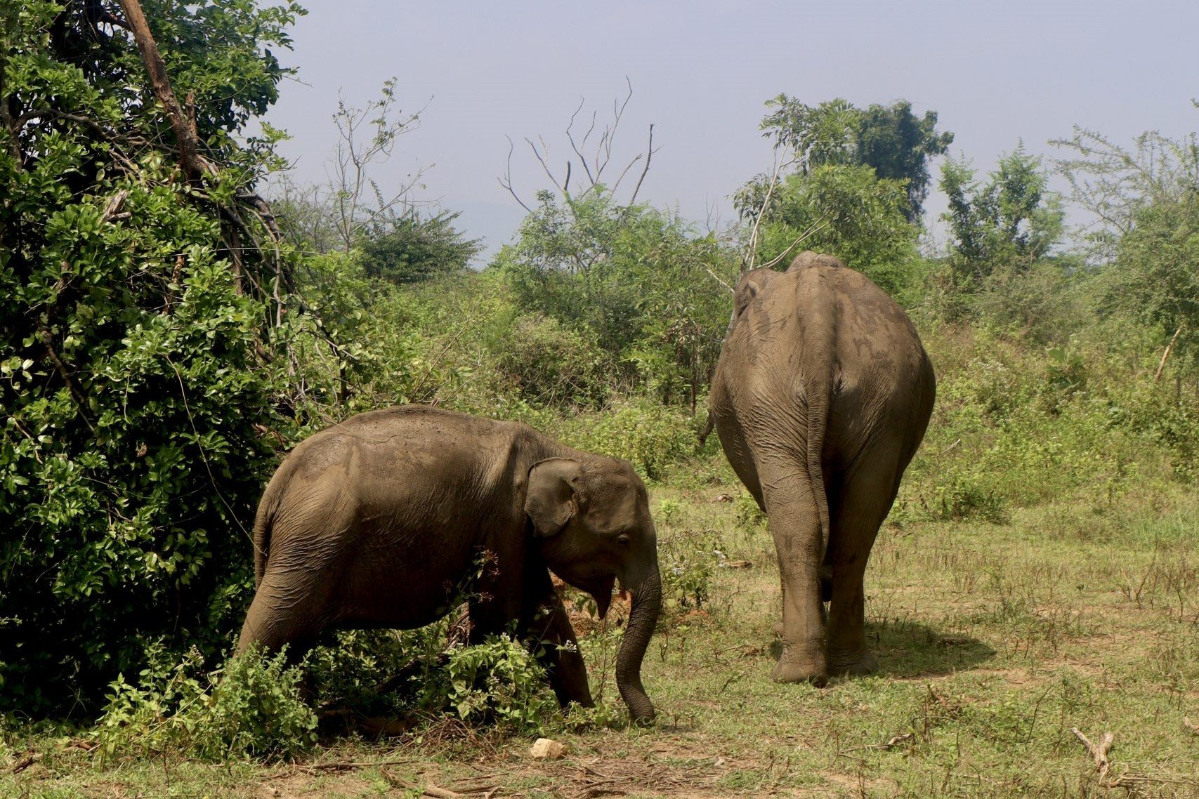 ANI Sri Lanka - Guest Experiences - Elephant Safari in Udawalawe National Park - 3-2