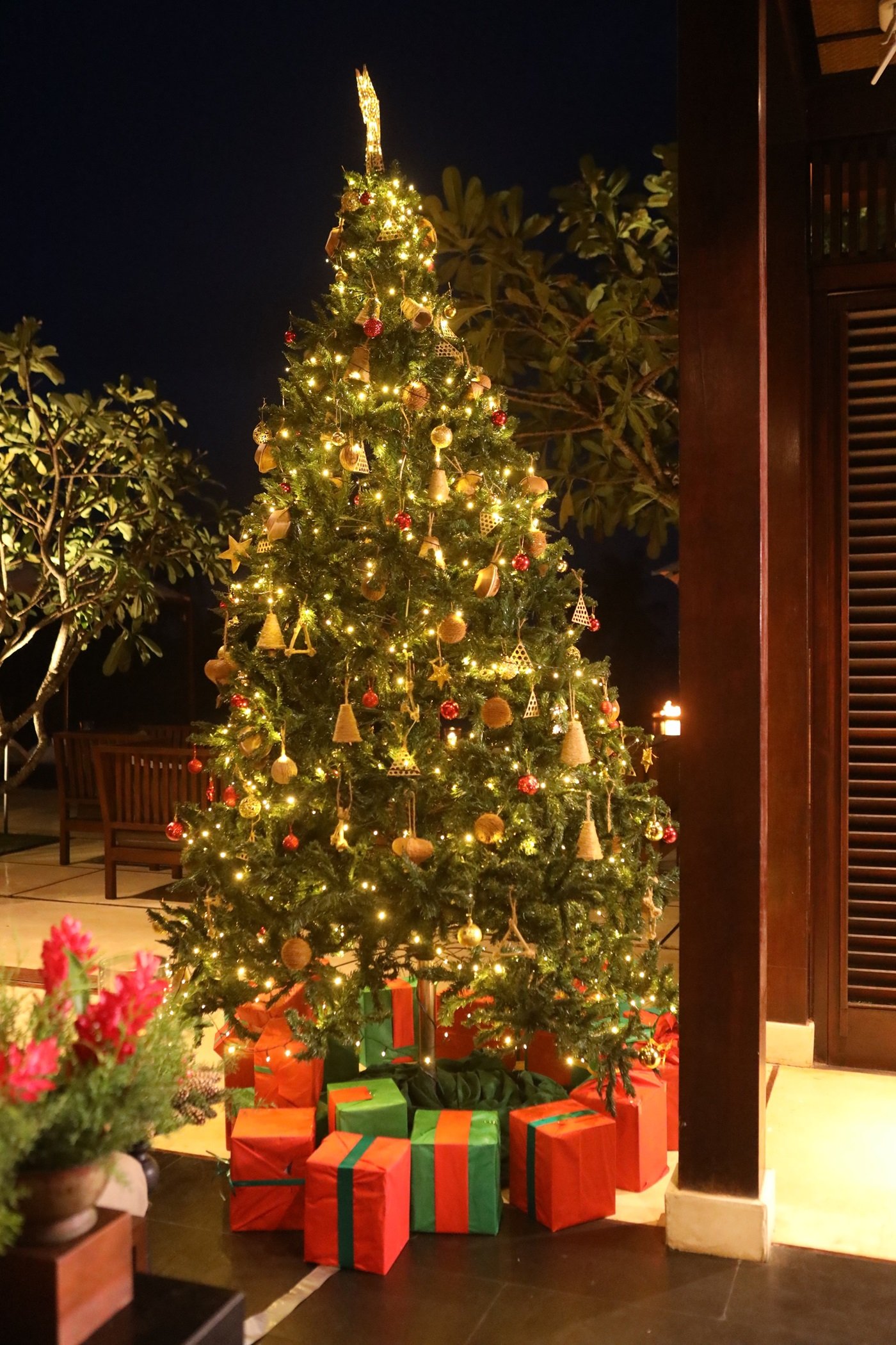 ANI Sri Lanka - Festive & Winter Season - Christmas Tree