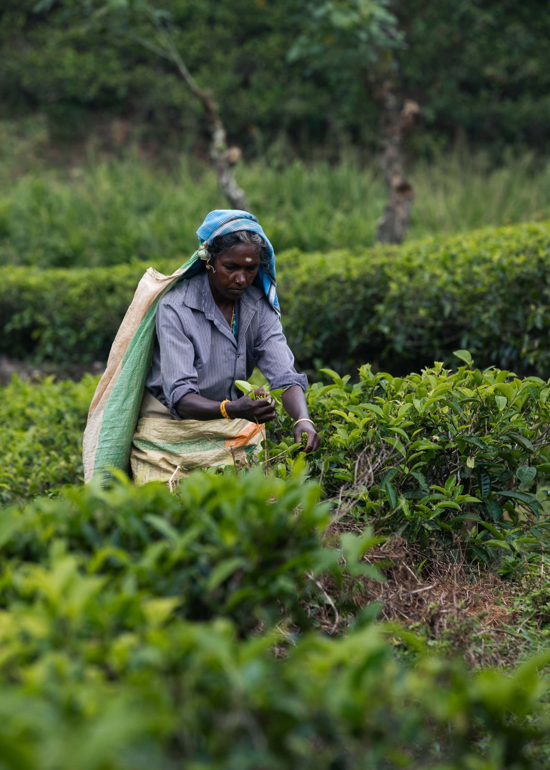 ÀNI Sri Lanka - Private Tour - Tea Plantation
