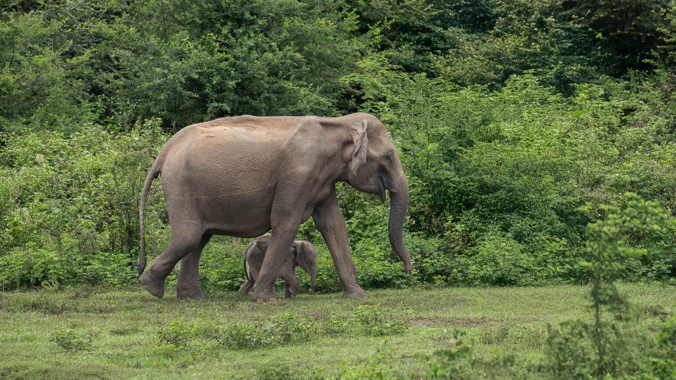 ÀNI Sri Lanka - Udawalawe Elephants