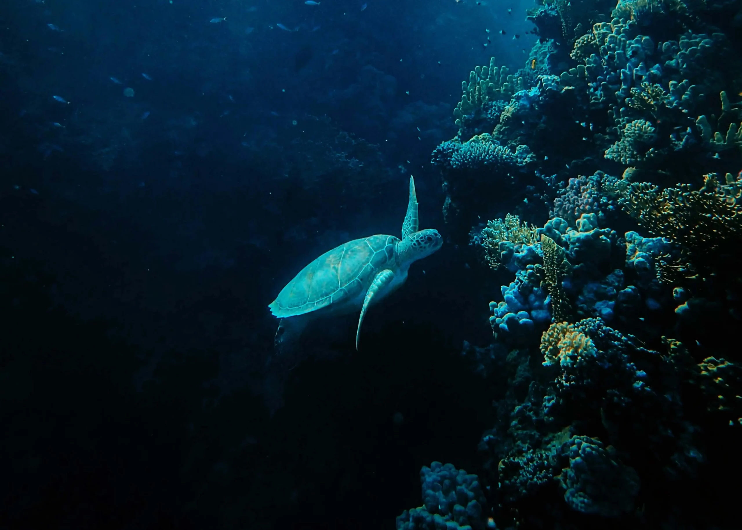 ANI Anguilla - Scuba Shack Diving 2