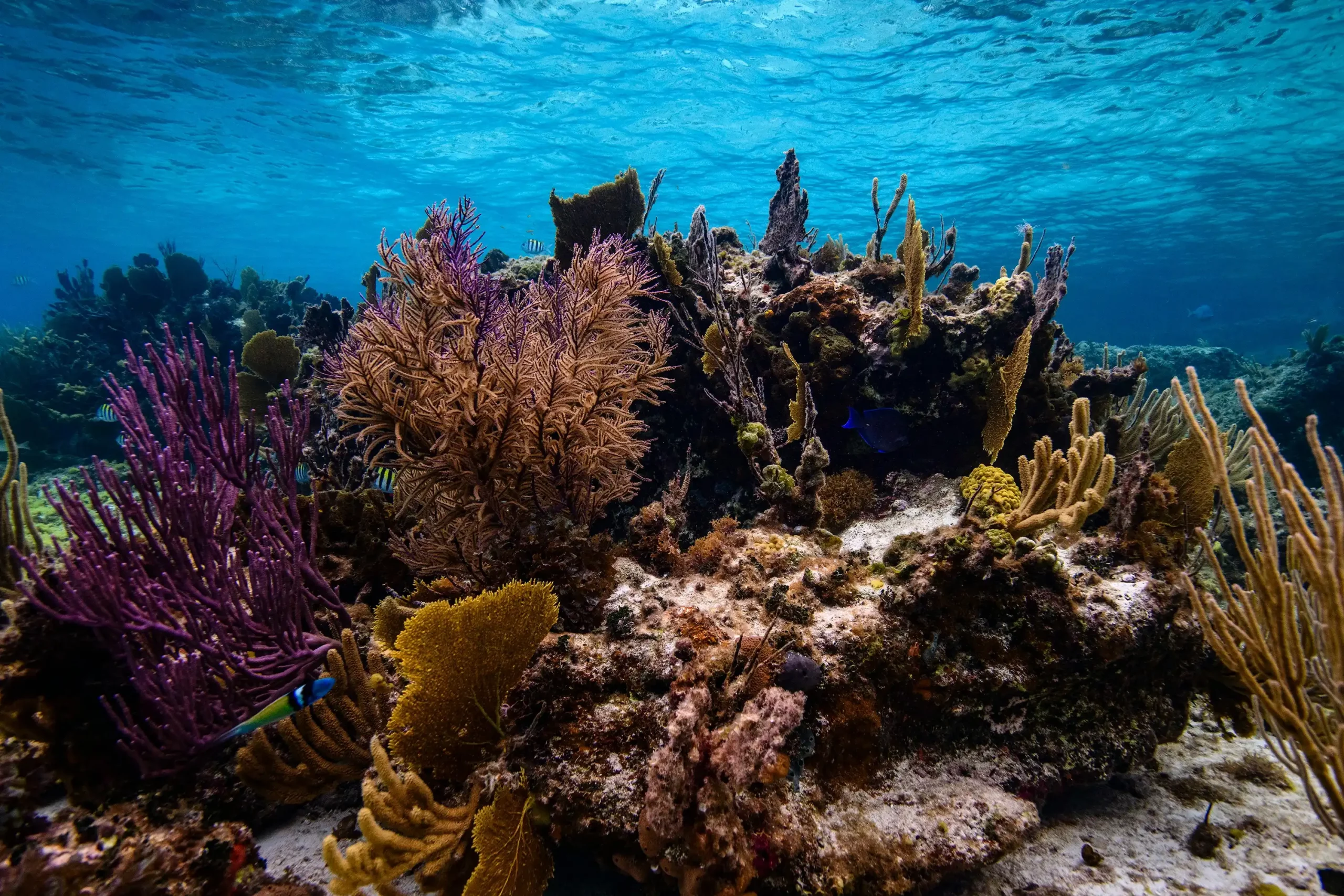 ANI Anguilla - Scuba Shack Diving 3