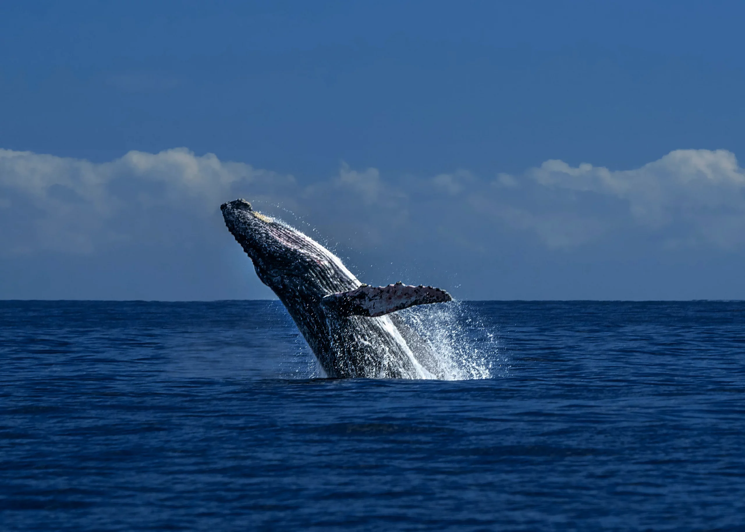 Dominican Republic whale watching at Samana Bay