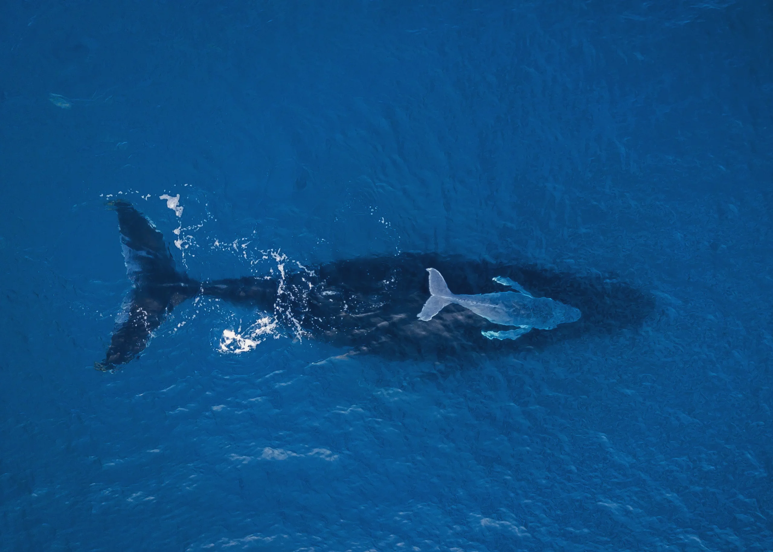 Dominican Republic whale watching at Samana Bay