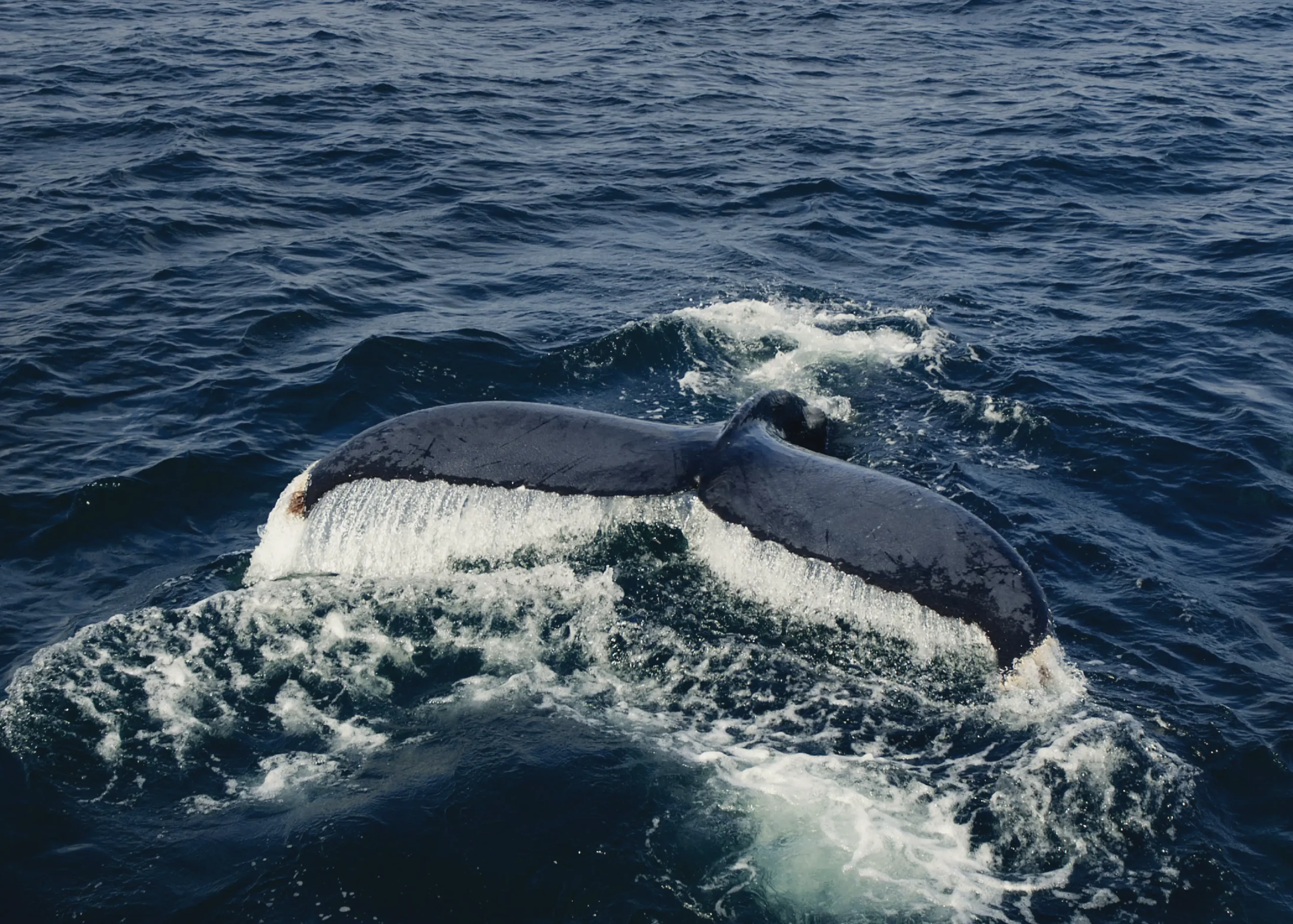 ANI Dominican Republic - Guest Privileges - Sunset Cruise - Sunset Swim