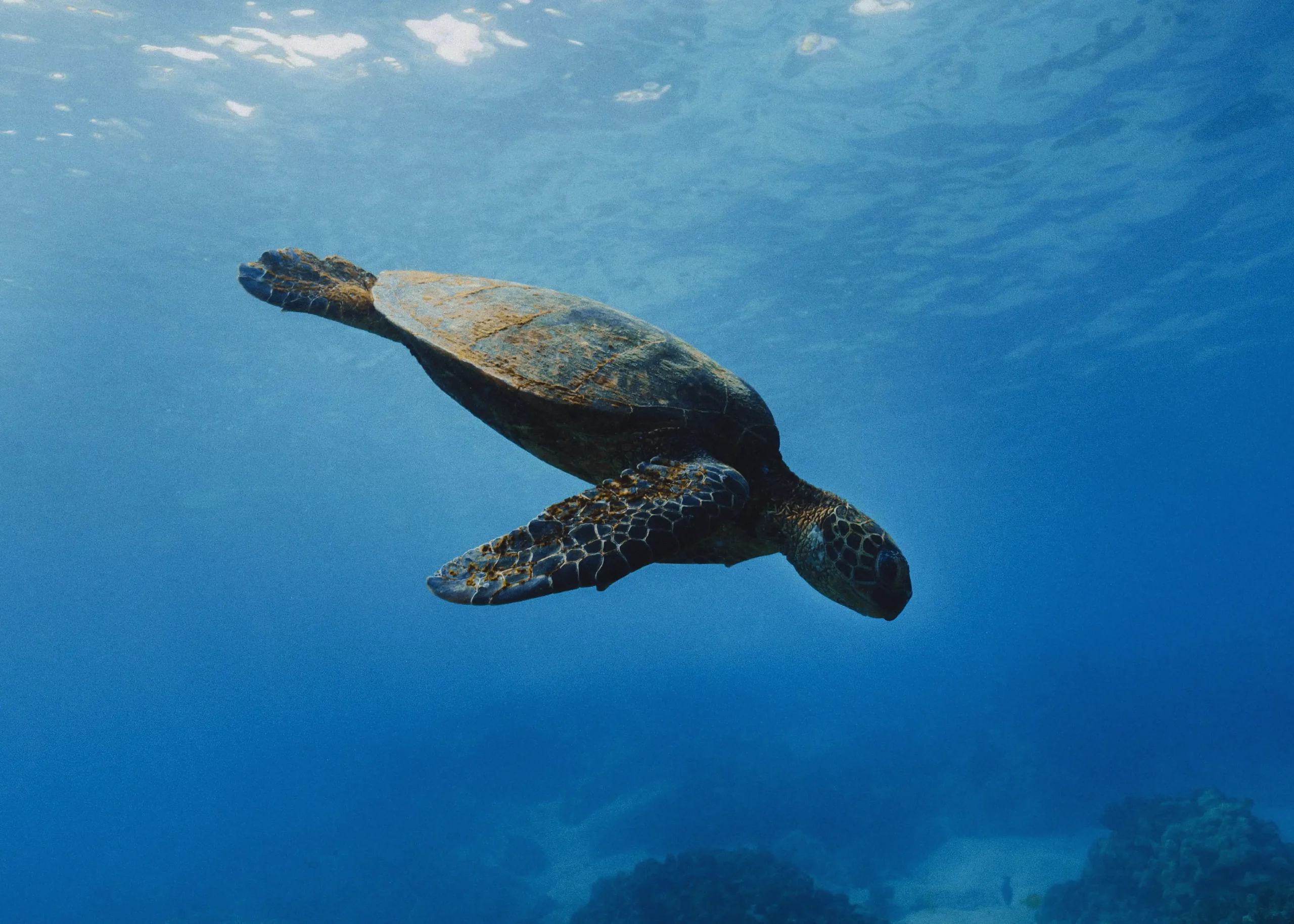 ANI Anguilla - Scuba Shack Diving 2