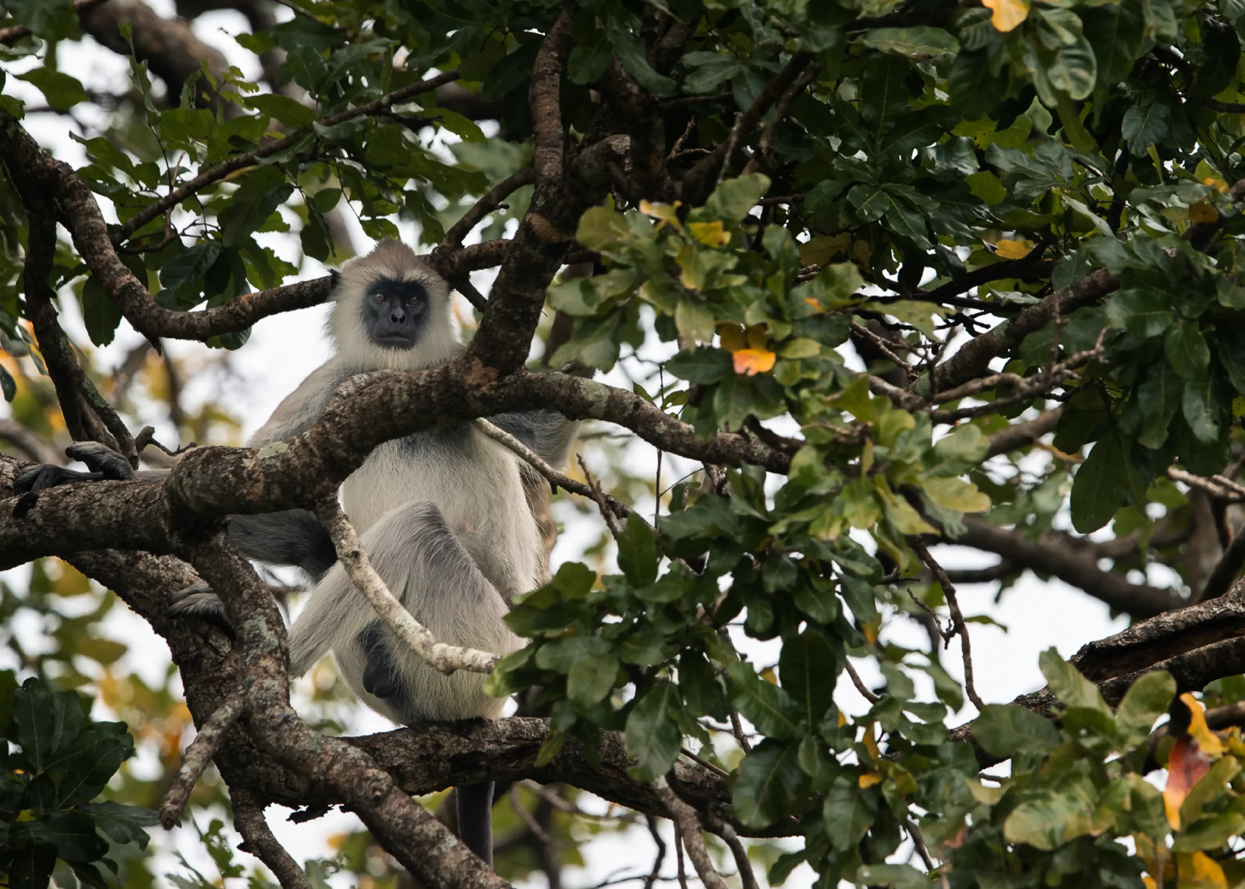 Gourmet lunch picnic setting near Udawalawe national Park, Elephant Safari by ANI Sri Lanka