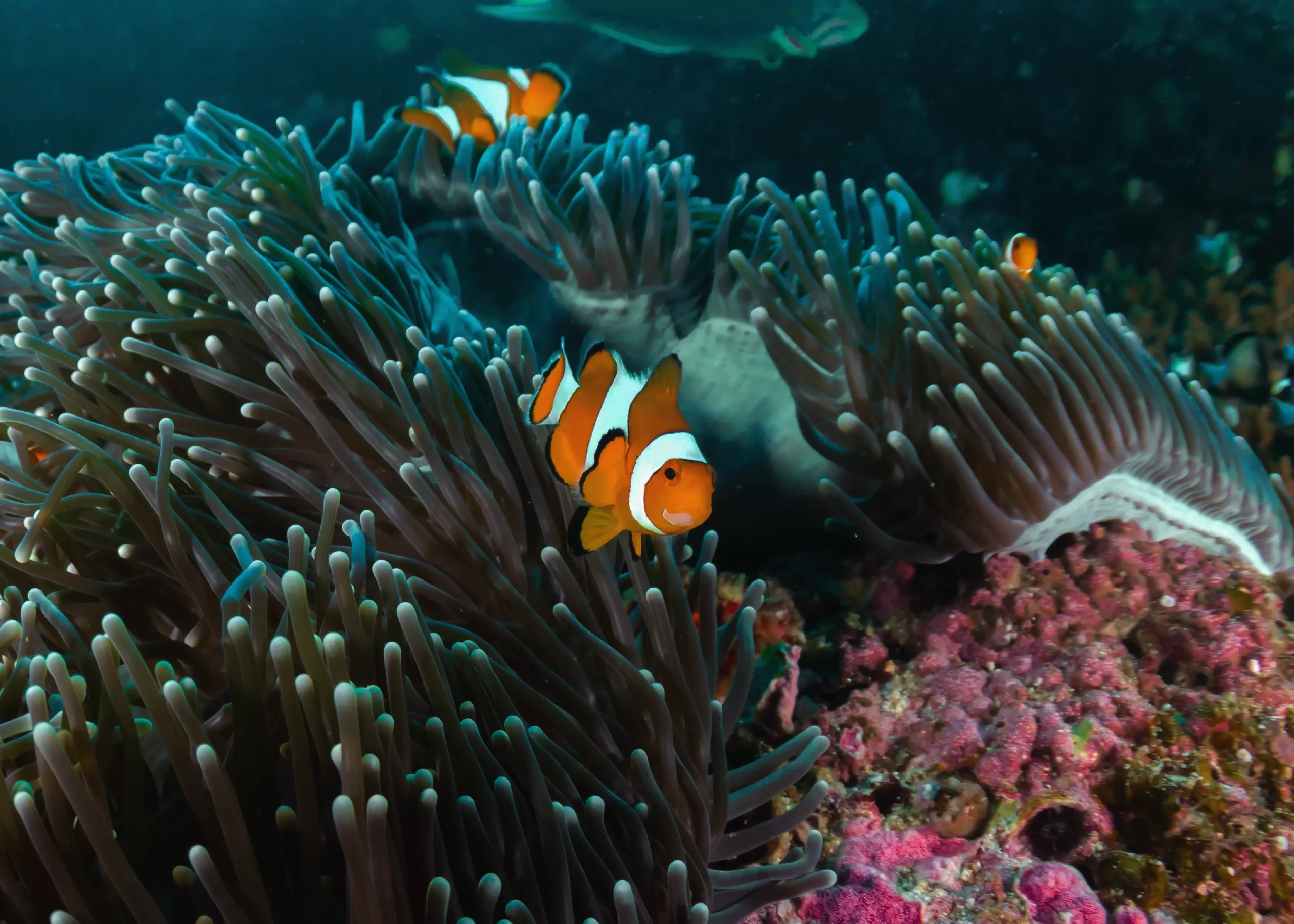 Phang Nga Bay Snorkeling ANI Thailand, included in private luxury resort stay