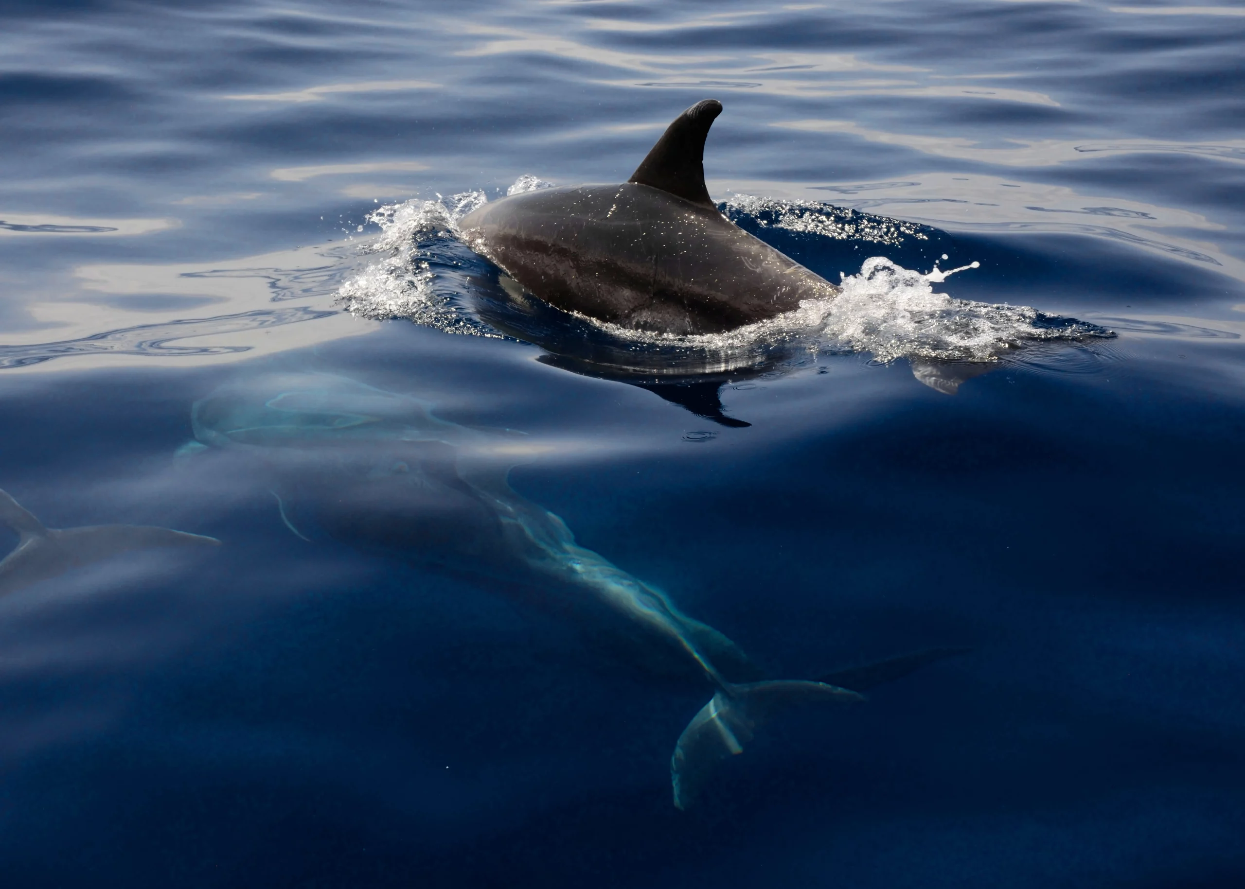 ANI Sri Lanka - Guest Privileges - Yachting