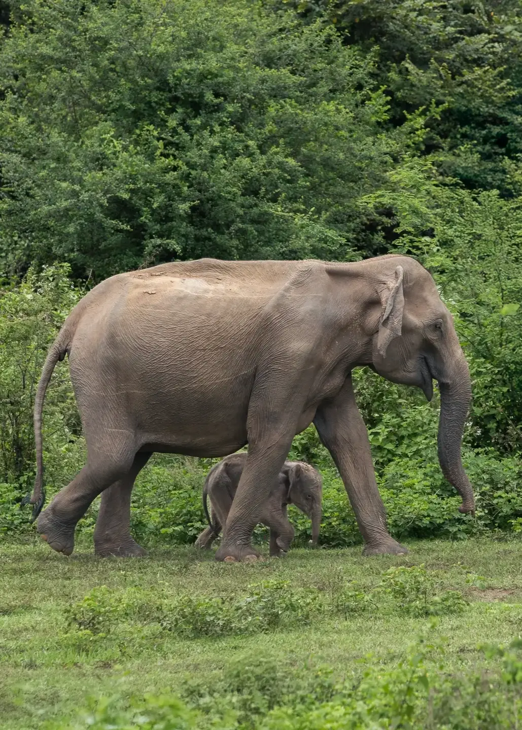 WILDLIFE ENCOUNTERS IN ASIA