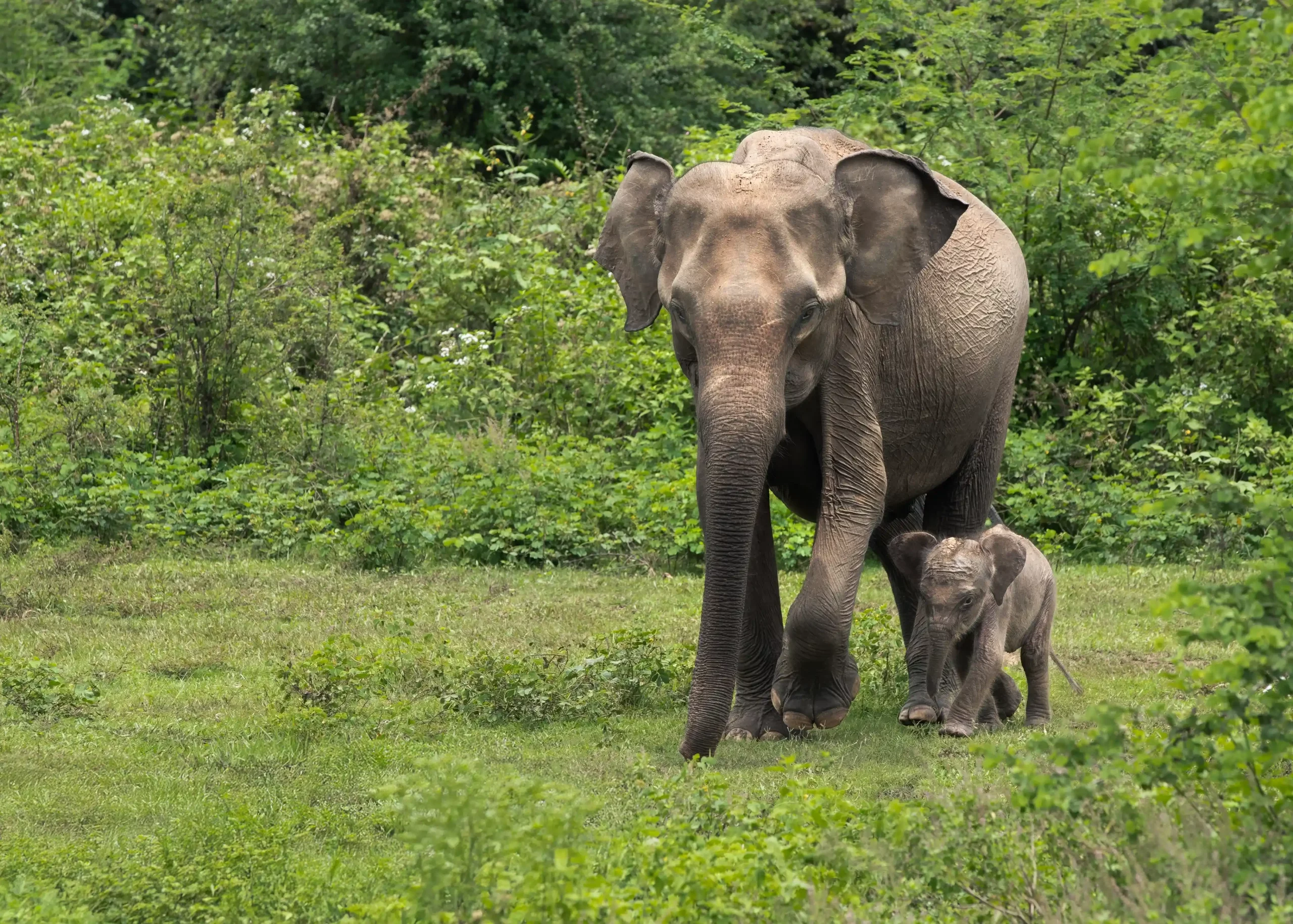 ANI Dominican Republic - Guest Privileges - Beach BBQ Swim