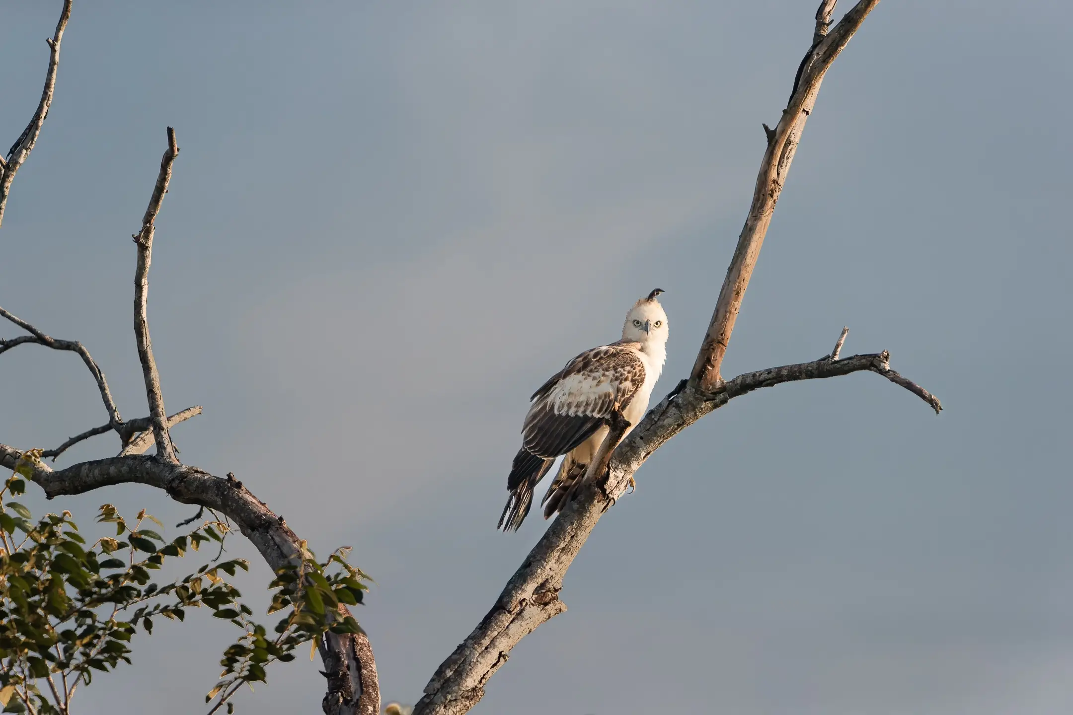 Eagle in Udawalawe National Park Sri Lanka, ANI wildlife trip