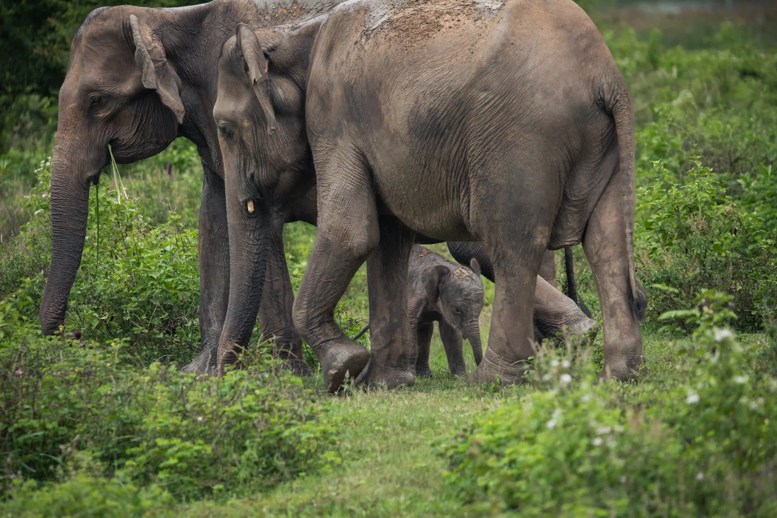 Elephant in Udawalawe National Park Sri Lanka, ANI wildlife trip